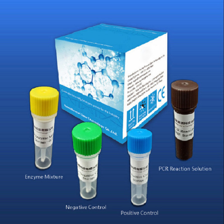 Ang Reagent Diagnostic Test Kit Para sa Covid-2019 ay Nakadepende sa Real-time na Pcr Platform